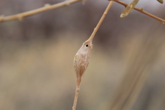 Neolasioptera willistoni