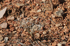 Rhinotropis subspinosa