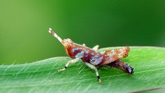 Gesonula punctifrons