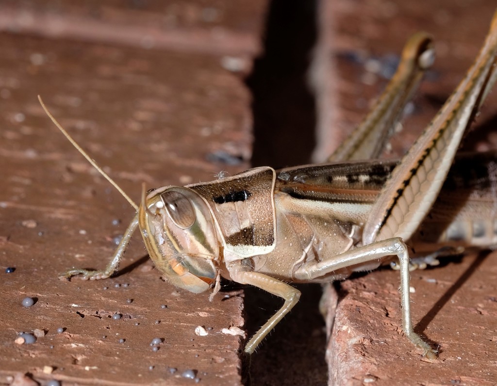 Spur-throated Locust