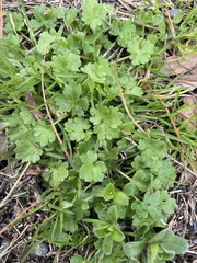 Ranunculus parviflorus