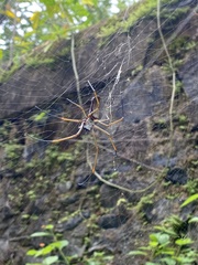 Nephila cornuta
