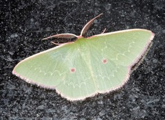Chlorocoma cadmaria