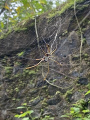 Nephila cornuta