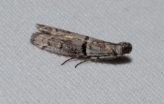 Cryptoblabes euraphella