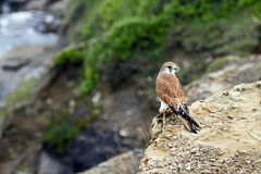 Falco cenchroides