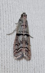 Cryptoblabes euraphella