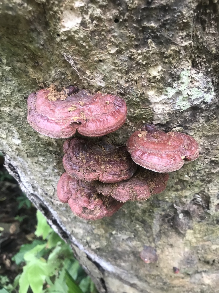 Ganoderma sessile