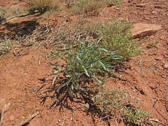 Stanleya pinnata pinnata