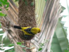 Icterus nigrogularis