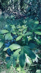 Pseudopanax colensoi