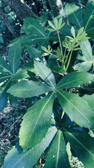 Pseudopanax colensoi