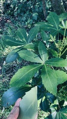 Pseudopanax colensoi