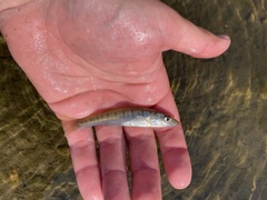 Fundulus waccamensis