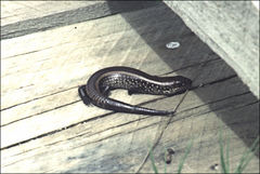 Lissolepis coventryi