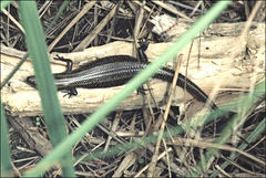 Lissolepis coventryi