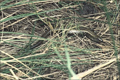 Lissolepis coventryi