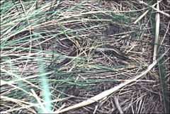 Lissolepis coventryi