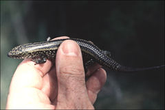 Lissolepis coventryi