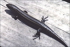 Lissolepis coventryi