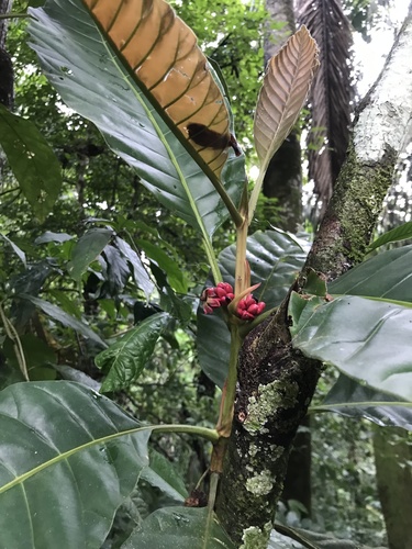 Pentagonia macrophylla, photograph 3