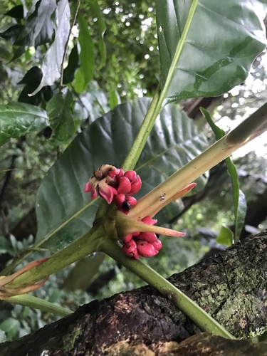 Pentagonia macrophylla, photograph 5