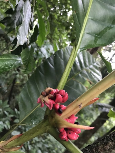 Pentagonia macrophylla, photograph 4