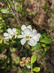 Exochorda