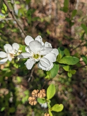 Exochorda
