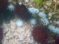 Actinothoe sphyrodeta