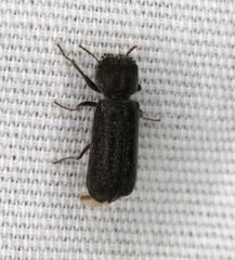 Amphicerus cornutus