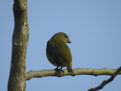 Euphonia hirundinacea