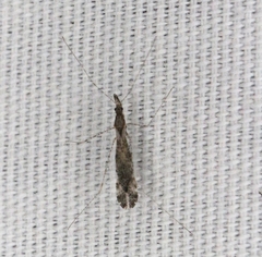 Empicoris orthoneuron