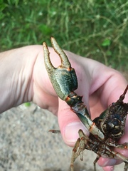 Cambarus scotti