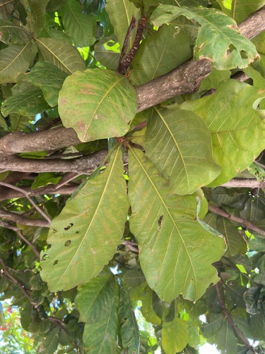 Terminalia catappa observed 2022-03-28