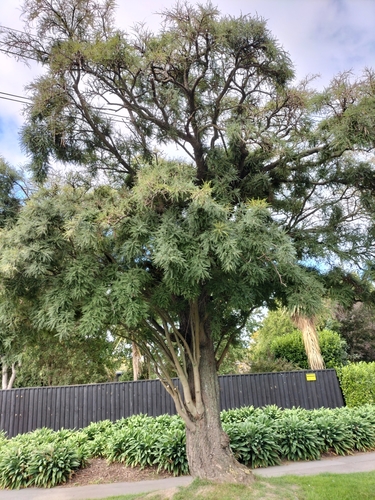 Kowhai (Sophora microphylla)