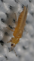 Frankliniella
