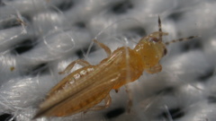 Frankliniella