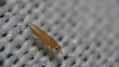 Frankliniella