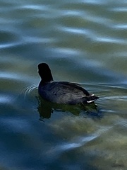 Fulica americana