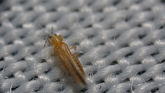 Frankliniella