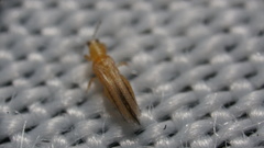 Frankliniella