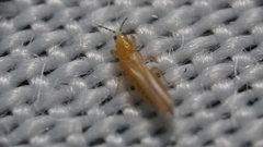 Frankliniella