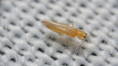 Frankliniella