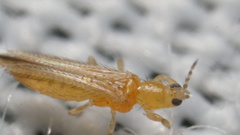 Frankliniella