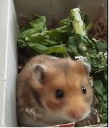 Mesocricetus auratus