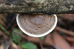 Funalia