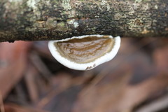Funalia