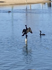 Nannopterum brasilianum