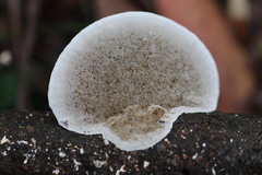 Funalia